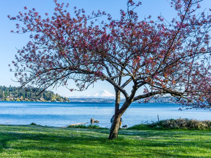 Views from Seward park in Seattle of Mt Rainier and cherry blossom tree
