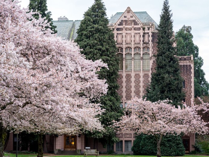 Cherry blossom trees in full bloom in front of heritage building at University of Washington State